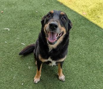 A black and brown dog sitting on green artificial grass, looking up with its mouth open and tongue out.