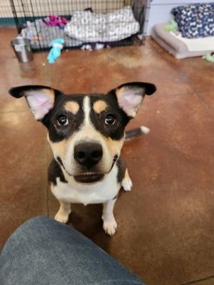 Anthony, Mixed Breed, young, available for adoption