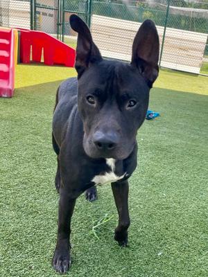 Bianca, American Pit Bull Terrier Mix, young, available for adoption