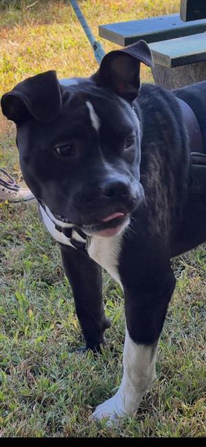 A black and white dog standing on grass