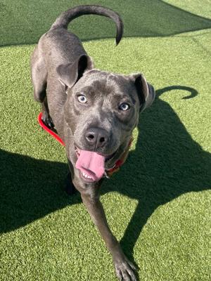 Atherton, Mixed Breed, young, available for adoption