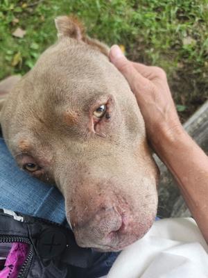 A close-up of a brown dog with a scarred face being petted by a person's hand.
