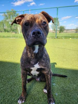 Benito, Mixed Breed, young, available for adoption