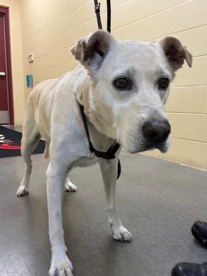 A white dog with a black harness standing on a gray floor, looking towards the camera.