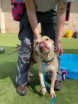 McGonagall, Pit Bull Terrier Mix, adult, available for adoption
