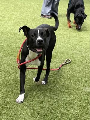 Milo, Mixed Breed, young, available for adoption