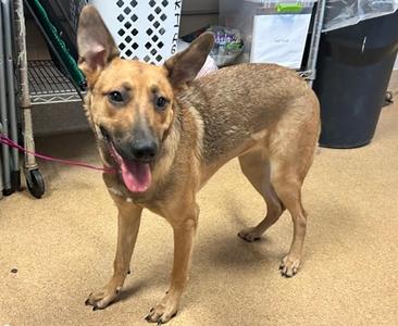 Eva, German Shepherd Dog Mix, young, available for adoption