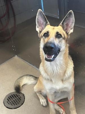 A German Shepherd dog sitting on a concrete floor with a red leash around its neck.