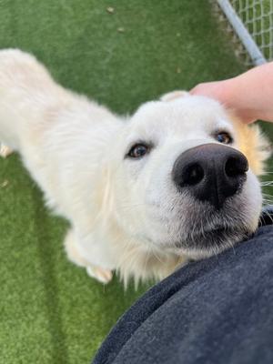 DODGER HW+, Great Pyrenees Mix, adult, available for adoption