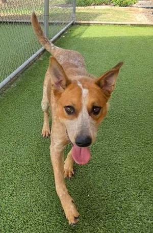 A brown and white dog with a pink tongue sticking out, standing on green artificial grass in an outdoor enclosure.