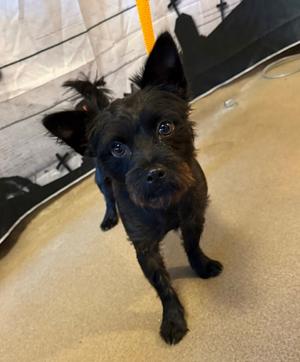 Dallas, Terrier Mix, young, available for adoption