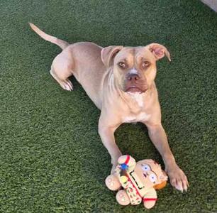 A light brown dog lying on green artificial grass, holding a colorful toy in its paws.