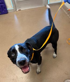 BAIJIU, Labrador Retriever Mix, young, available for adoption