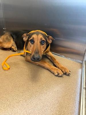 Justice-VIP, German Shepherd Dog Mix, young, available for adoption