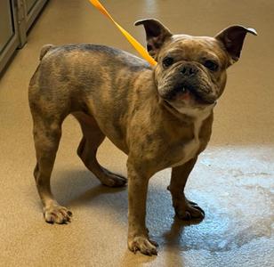 BELLADONNA, Bulldog Mix, young, available for adoption