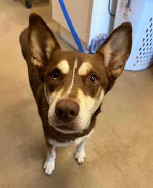 Ariel HW+ RESCUE ONLY, Labrador Retriever and Alaskan Husky, adult, available for adoption