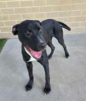 A black dog with a white patch on its chest standing on a concrete surface, with a brick wall in the background.