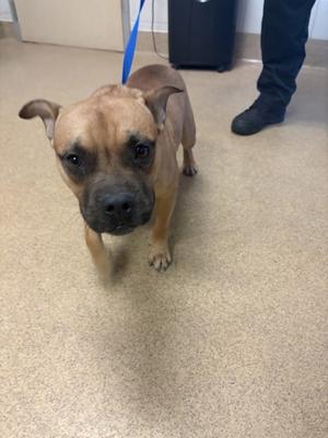 A brown dog with a black muzzle and ears, standing on a carpeted floor, wearing a blue leash.