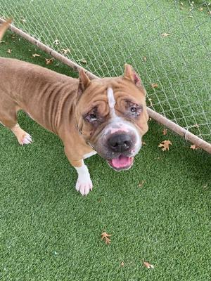 A brown and white pit bull terrier standing on green artificial turf, looking up with its mouth open and tongue out.