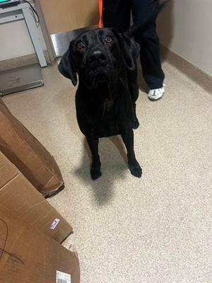 Lady HW+, Labrador Retriever Mix, adult, available for adoption