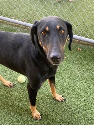 Lucia, Doberman Pinscher and German Shepherd Dog, adult, available for adoption