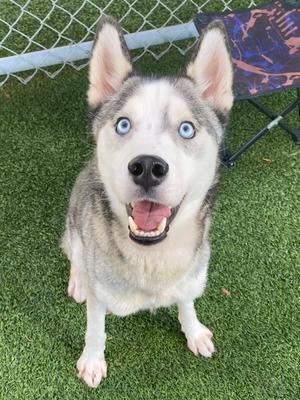 Blu-VIP, Siberian Husky Mix, young, available for adoption