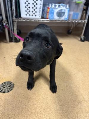 LOGAN, Labrador Retriever Mix, young, available for adoption