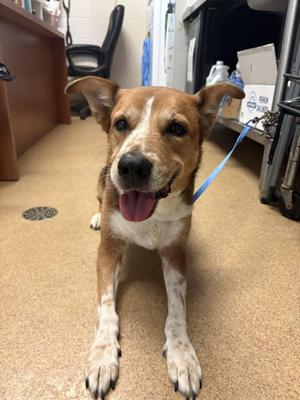 Jess HW +, Australian Cattle Dog Mix, adult, available for adoption