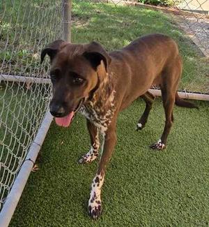 A brown dog with white spots on its legs and chest standing on artificial grass near a chain-link fence.