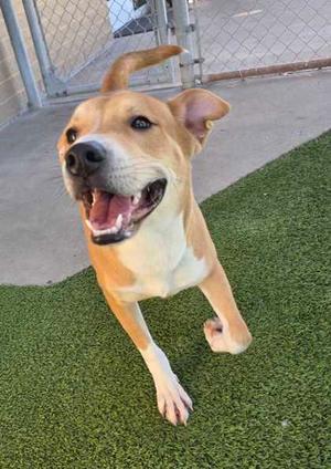 Bear-VIP, Basenji Mix, young, available for adoption