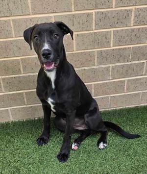 GENELLE, Golden Retriever Mix, young, available for adoption