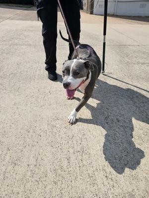 A dog on a leash being walked by a person on a concrete surface.