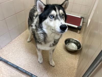 A husky dog with blue eyes standing in a tiled room with a metal bowl and a red bed in the background.