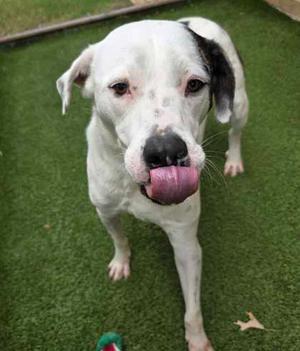 Champion, Pit Bull Terrier Mix, young, available for adoption