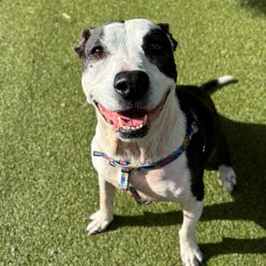 Rosie, Mixed Breed (Large), available for adoption