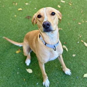 A light brown dog with a blue collar sitting on green grass.