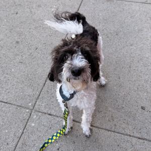 A small dog with curly black and white fur, wearing a green and yellow leash, standing on a sidewalk.