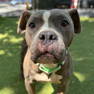 Koala, Mixed Breed (Medium), available for adoption