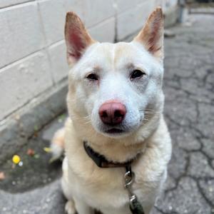 A light-colored dog with pointed ears and a pink nose, wearing a collar, sitting on a paved surface.