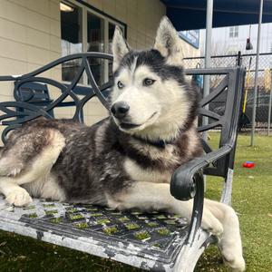 Tovy, Husky, available for adoption