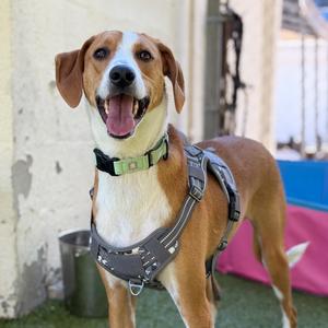 Cooper, Hound, available for adoption