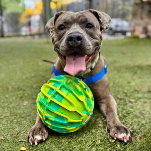 Sasha, Terrier, American Staffordshire, available for adoption