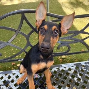 Ace, Pinscher, Doberman, available for adoption
