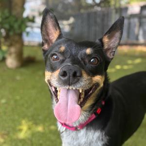 Jax, American Blue Heeler, available for adoption