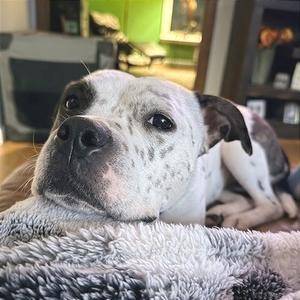 Sassy, Terrier, American Staffordshire, available for adoption