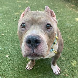 A close-up, head-on photo of a brindle and white pit bull dog with cropped ears, looking directly at the camera. The dog is wearing a light blue collar with gold accents. It is standing on a green artificial turf surface.