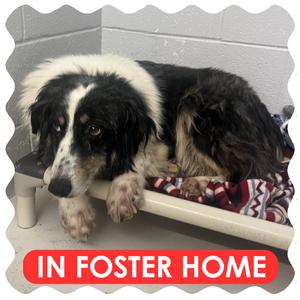 Darcie, Shepherd, Australian, adult, available for adoption
