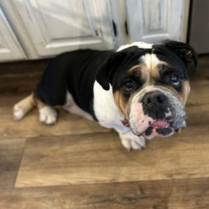 Peach, Beagle, adult, available for adoption