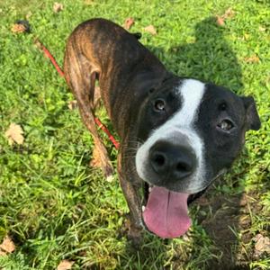 Bandit, Terrier, Pit Bull, adult, available for adoption
