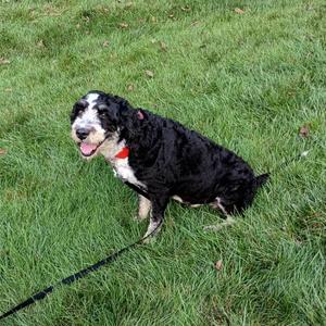 A black and white dog with a red collar sitting on a grassy field.